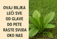 OVA BILJKA LIJEČI SVE od glave do pete. Raste svuda oko nas OVA BILJKA LIJEČI SVE od glave do pete. Raste svuda oko nas - featured image