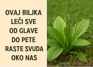 OVA BILJKA LIJEČI SVE od glave do pete. Raste svuda oko nas OVA BILJKA LIJEČI SVE od glave do pete. Raste svuda oko nas - featured image