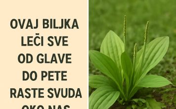 OVA BILJKA LIJEČI SVE od glave do pete. Raste svuda oko nas OVA BILJKA LIJEČI SVE od glave do pete. Raste svuda oko nas - featured image