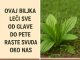 OVA BILJKA LIJEČI SVE od glave do pete. Raste svuda oko nas OVA BILJKA LIJEČI SVE od glave do pete. Raste svuda oko nas - featured image