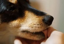 „Zašto pas liže ruku: 8 najčešćih razloga i kako razumjeti ovaj gest“ „Zašto pas liže ruku: 8 najčešćih razloga i kako razumjeti ovaj gest“ - featured image