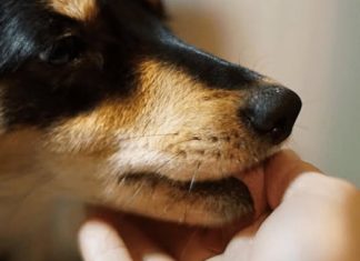 „Zašto pas liže ruku: 8 najčešćih razloga i kako razumjeti ovaj gest“ „Zašto pas liže ruku: 8 najčešćih razloga i kako razumjeti ovaj gest“ - featured image