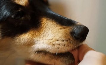 „Zašto pas liže ruku: 8 najčešćih razloga i kako razumjeti ovaj gest“ „Zašto pas liže ruku: 8 najčešćih razloga i kako razumjeti ovaj gest“ - featured image