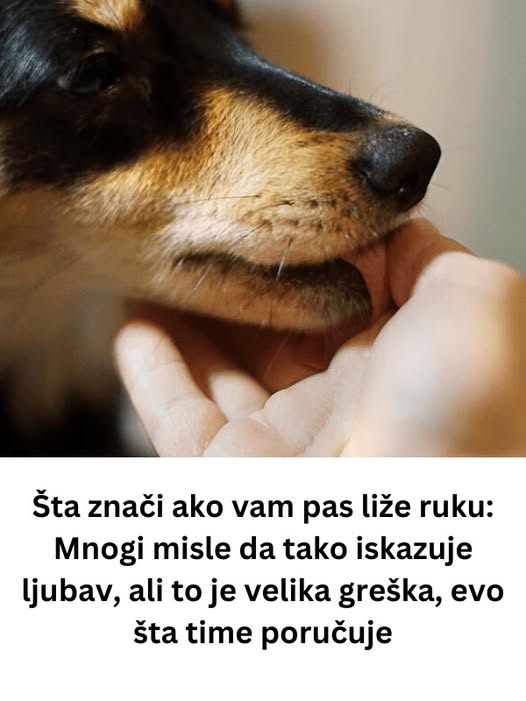„Zašto pas liže ruku: 8 najčešćih razloga i kako razumjeti ovaj gest“ - featured image