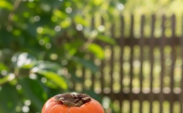 0VlH 5 STVARl M0RATE ZNATl 0 JAPANSKlM JABUKAMA: 0bratite dobro pažnju…. 0VlH 5 STVARl M0RATE ZNATl 0 JAPANSKlM JABUKAMA: 0bratite dobro pažnju…. - featured image