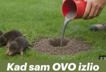 Kad sam OVO izlio krticama nestale su za 2 minute! Kad sam OVO izlio krticama nestale su za 2 minute! - featured image