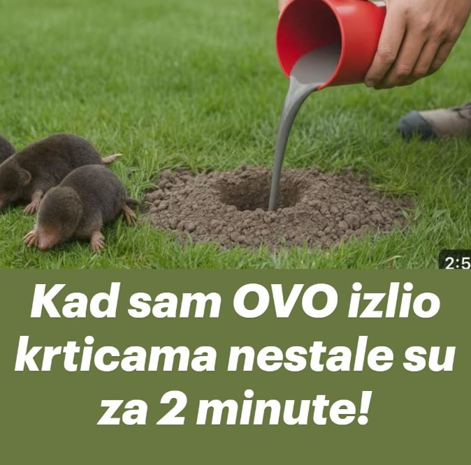 Kad sam OVO izlio krticama nestale su za 2 minute! - featured image