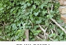 OVO JE BOMBA KISEONIKA: Kad ubacite ovu biljku, izbacićete sve otrove iz doma OVO JE BOMBA KISEONIKA: Kad ubacite ovu biljku, izbacićete sve otrove iz doma - featured image