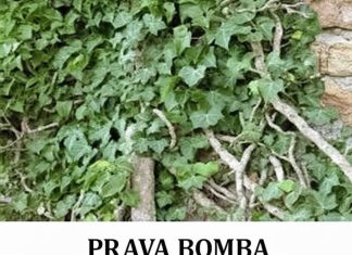 OVO JE BOMBA KISEONIKA: Kad ubacite ovu biljku, izbacićete sve otrove iz doma OVO JE BOMBA KISEONIKA: Kad ubacite ovu biljku, izbacićete sve otrove iz doma - featured image