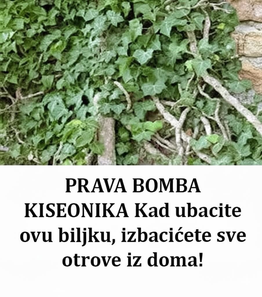 OVO JE BOMBA KISEONIKA: Kad ubacite ovu biljku, izbacićete sve otrove iz doma - featured image