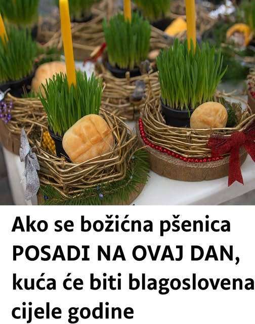 PO vjerovanju, ako se BOŽIĆNA PŠENICA POSADI NA OVAJ DAN, kuća će biti BLAGOSLOVENA cijele GODINE… - featured image PO vjerovanju, ako se BOŽIĆNA PŠENICA POSADI NA OVAJ DAN, kuća će biti BLAGOSLOVENA cijele GODINE… - featured image