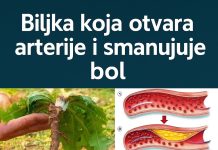 🌿 Čaj od maslačka: Nježna prirodna tajna za svakodnevno blagostanje 🌿 Čaj od maslačka: Nježna prirodna tajna za svakodnevno blagostanje - featured image