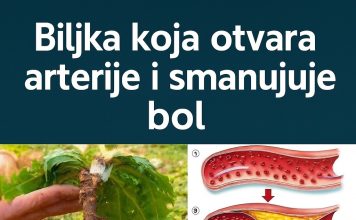 🌿 Čaj od maslačka: Nježna prirodna tajna za svakodnevno blagostanje 🌿 Čaj od maslačka: Nježna prirodna tajna za svakodnevno blagostanje - featured image