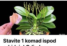 Stavite 1 komad ispod orhideje! Odjednom izraste 100 grana I cvjeta cijele godine Stavite 1 komad ispod orhideje! Odjednom izraste 100 grana I cvjeta cijele godine - featured image