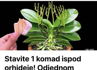 Stavite 1 komad ispod orhideje! Odjednom izraste 100 grana I cvjeta cijele godine Stavite 1 komad ispod orhideje! Odjednom izraste 100 grana I cvjeta cijele godine - featured image