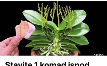 Stavite 1 komad ispod orhideje! Odjednom izraste 100 grana I cvjeta cijele godine Stavite 1 komad ispod orhideje! Odjednom izraste 100 grana I cvjeta cijele godine - featured image