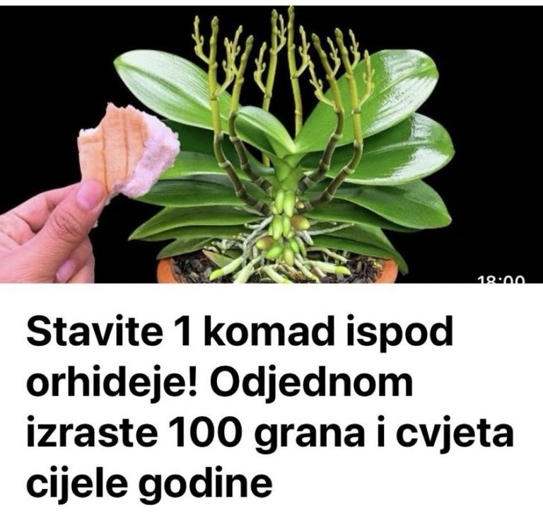 Stavite 1 komad ispod orhideje! Odjednom izraste 100 grana I cvjeta cijele godine - featured image Stavite 1 komad ispod orhideje! Odjednom izraste 100 grana I cvjeta cijele godine - featured image