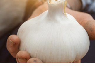 🧄 Bijeli luk ubija 14 vrsta bakterija: Prirodni “antibiotik” o kojem biste trebali znati 🧄 Bijeli luk ubija 14 vrsta bakterija: Prirodni “antibiotik” o kojem biste trebali znati - featured image