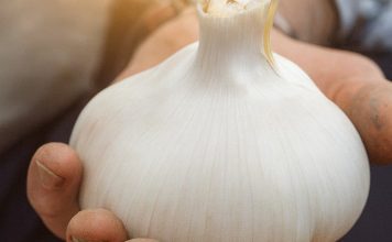 🧄 Bijeli luk ubija 14 vrsta bakterija: Prirodni “antibiotik” o kojem biste trebali znati 🧄 Bijeli luk ubija 14 vrsta bakterija: Prirodni “antibiotik” o kojem biste trebali znati - featured image