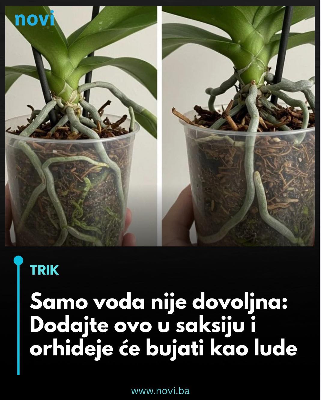 Samo voda nije dovoljna: Dodajte ovo u saksiju i orhideje će bujati kao lude… - featured image Samo voda nije dovoljna: Dodajte ovo u saksiju i orhideje će bujati kao lude… - featured image
