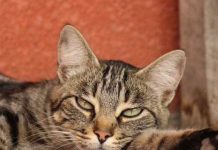 Mačka je pravi lek za čoveka: 7 bolesti koje samo ona može da izleči! Mačka je pravi lek za čoveka: 7 bolesti koje samo ona može da izleči! - featured image