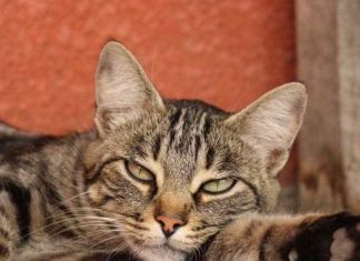 Mačka je pravi lek za čoveka: 7 bolesti koje samo ona može da izleči! Mačka je pravi lek za čoveka: 7 bolesti koje samo ona može da izleči! - featured image