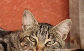 Mačka je pravi lek za čoveka: 7 bolesti koje samo ona može da izleči! Mačka je pravi lek za čoveka: 7 bolesti koje samo ona može da izleči! - featured image