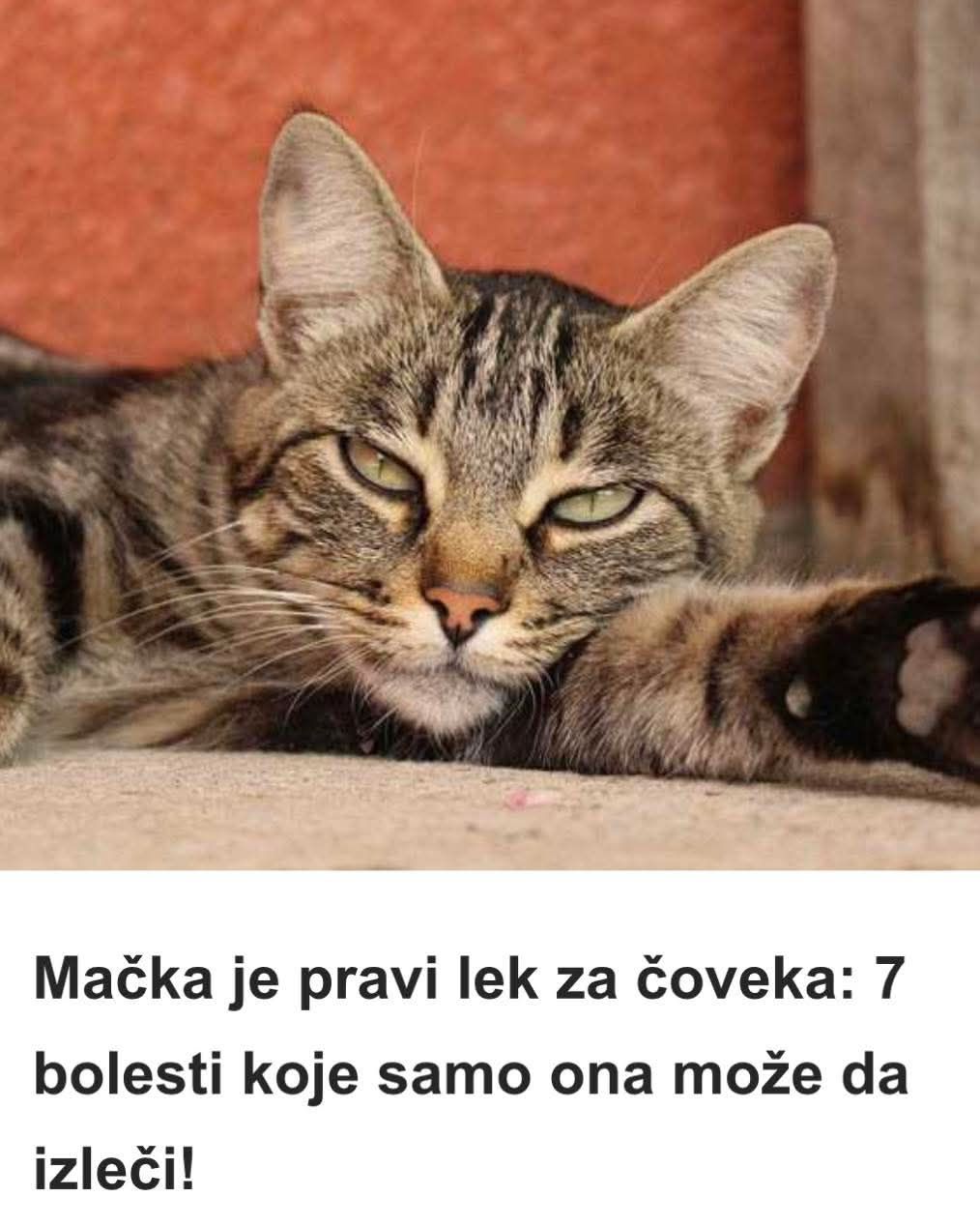 Mačka je pravi lek za čoveka: 7 bolesti koje samo ona može da izleči! - featured image Mačka je pravi lek za čoveka: 7 bolesti koje samo ona može da izleči! - featured image