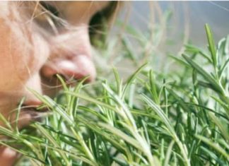 TRAVARI SE KUNU U NJENU MOĆ: Najmoćnija biljka za srce, krvne sudove, nadbubrežne žlijezde i zglobove TRAVARI SE KUNU U NJENU MOĆ: Najmoćnija biljka za srce, krvne sudove, nadbubrežne žlijezde i zglobove - featured image