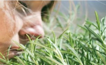 TRAVARI SE KUNU U NJENU MOĆ: Najmoćnija biljka za srce, krvne sudove, nadbubrežne žlijezde i zglobove TRAVARI SE KUNU U NJENU MOĆ: Najmoćnija biljka za srce, krvne sudove, nadbubrežne žlijezde i zglobove - featured image
