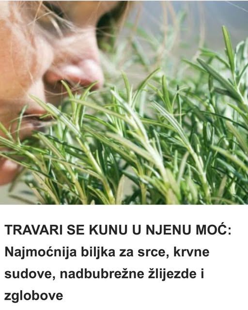 TRAVARI SE KUNU U NJENU MOĆ: Najmoćnija biljka za srce, krvne sudove, nadbubrežne žlijezde i zglobove - featured image TRAVARI SE KUNU U NJENU MOĆ: Najmoćnija biljka za srce, krvne sudove, nadbubrežne žlijezde i zglobove - featured image