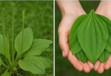 OVA BILJKA LIJEČI SVE od glave do pete. Raste svuda oko nas! OVA BILJKA LIJEČI SVE od glave do pete. Raste svuda oko nas! - featured image