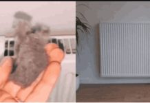 EVO KAKO DA OČISTITE RADIJATORE ZA MINUTU: Bolju foru niste vidjeli, kako se niko ranije nije sjetio ovoga?! EVO KAKO DA OČISTITE RADIJATORE ZA MINUTU: Bolju foru niste vidjeli, kako se niko ranije nije sjetio ovoga?! - featured image