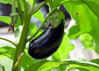 OD STRAŠNIH BOLOVA NIJE MOGLA DA ŽIVI: Oporavila kosti i zglobove za 10 dana jednom namirnicom! OD STRAŠNIH BOLOVA NIJE MOGLA DA ŽIVI: Oporavila kosti i zglobove za 10 dana jednom namirnicom! - featured image