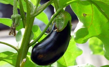 OD STRAŠNIH BOLOVA NIJE MOGLA DA ŽIVI: Oporavila kosti i zglobove za 10 dana jednom namirnicom! OD STRAŠNIH BOLOVA NIJE MOGLA DA ŽIVI: Oporavila kosti i zglobove za 10 dana jednom namirnicom! - featured image