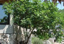 Naši stari smokvu nikada nisu sadili blizu kuće: Razlog je važan, evo o čemu se radi Naši stari smokvu nikada nisu sadili blizu kuće: Razlog je važan, evo o čemu se radi - featured image