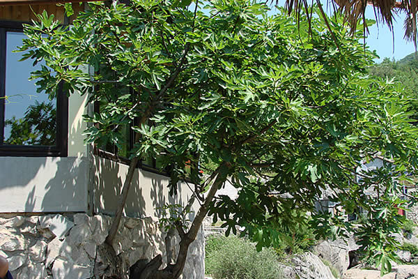 Naši stari smokvu nikada nisu sadili blizu kuće: Razlog je važan, evo o čemu se radi - featured image