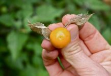 UZIMA SE SAMO JEDNOM DNEVNO: Protiv najtežih oblika bolesti debelog crijeva, jetre, prostate… UZIMA SE SAMO JEDNOM DNEVNO: Protiv najtežih oblika bolesti debelog crijeva, jetre, prostate… - featured image