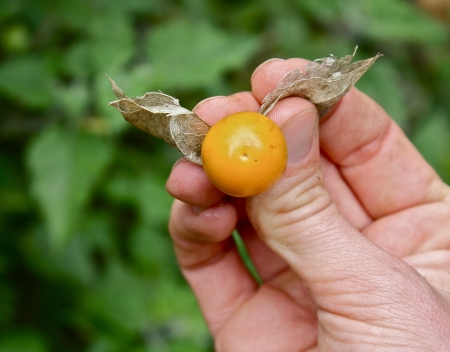 UZIMA SE SAMO JEDNOM DNEVNO: Protiv najtežih oblika bolesti debelog crijeva, jetre, prostate… - featured image