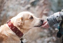 Šta znači ako vam pas liže ruku: Mnogi misle da tako iskazuje ljubav, ali to je velika greška , evo šta time poručuje Šta znači ako vam pas liže ruku: Mnogi misle da tako iskazuje ljubav, ali to je velika greška , evo šta time poručuje - featured image