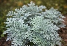 LiječI nesanicu, kurje očI I “smrt” je za gljivice I bakterije: napravite čaj ili kupku od moćne biljke u koju se I ljekari kunu LiječI nesanicu, kurje očI I “smrt” je za gljivice I bakterije: napravite čaj ili kupku od moćne biljke u koju se I ljekari kunu - featured image