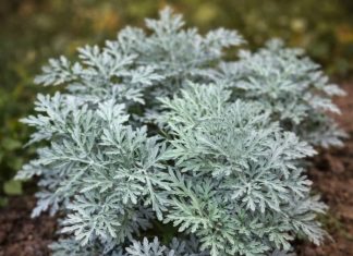 LiječI nesanicu, kurje očI I “smrt” je za gljivice I bakterije: napravite čaj ili kupku od moćne biljke u koju se I ljekari kunu LiječI nesanicu, kurje očI I “smrt” je za gljivice I bakterije: napravite čaj ili kupku od moćne biljke u koju se I ljekari kunu - featured image