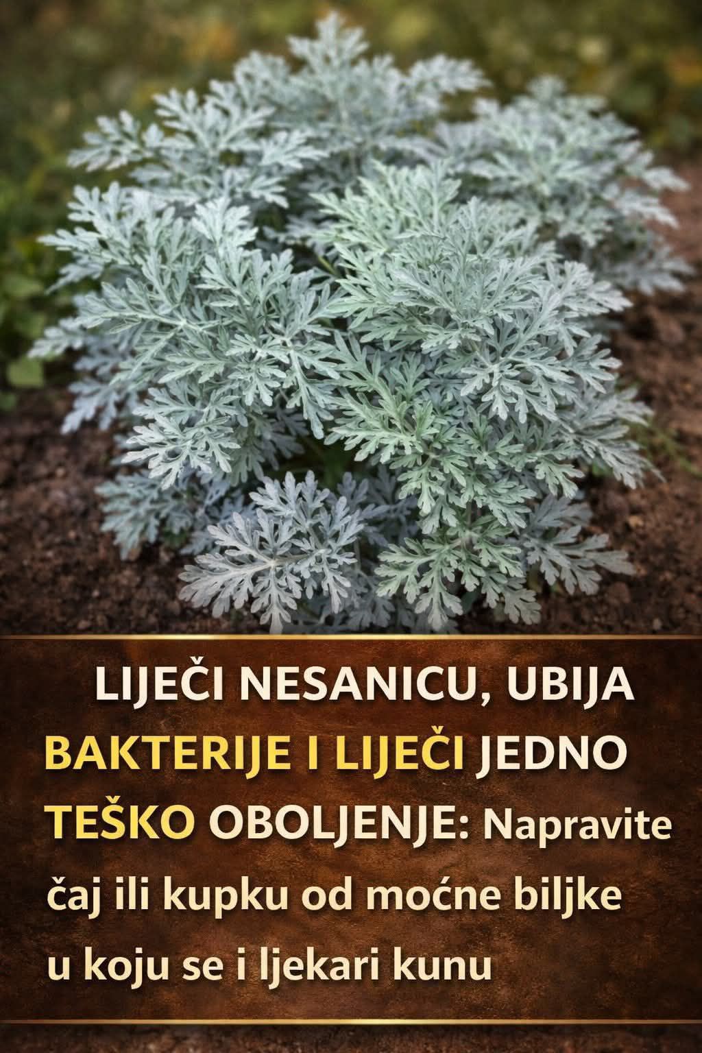 LiječI nesanicu, kurje očI I “smrt” je za gljivice I bakterije: napravite čaj ili kupku od moćne biljke u koju se I ljekari kunu - featured image LiječI nesanicu, kurje očI I “smrt” je za gljivice I bakterije: napravite čaj ili kupku od moćne biljke u koju se I ljekari kunu - featured image