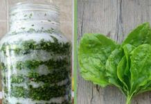 Sirup od bokvice – prirodni lijek za pluća, kašalj i sluz u disajnim putevima Sirup od bokvice – prirodni lijek za pluća, kašalj i sluz u disajnim putevima - featured image