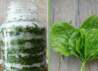 Sirup od bokvice – prirodni lijek za pluća, kašalj i sluz u disajnim putevima Sirup od bokvice – prirodni lijek za pluća, kašalj i sluz u disajnim putevima - featured image