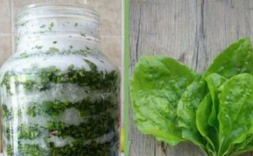 Sirup od bokvice – prirodni lijek za pluća, kašalj i sluz u disajnim putevima Sirup od bokvice – prirodni lijek za pluća, kašalj i sluz u disajnim putevima - featured image