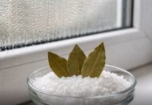 Stavite so i 3 lista lovora u svaku sobu i gledajte kako nestaje problem koji muči svako domaćinstvo… Stavite so i 3 lista lovora u svaku sobu i gledajte kako nestaje problem koji muči svako domaćinstvo… - featured image