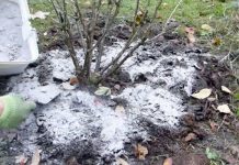 Kada, koliko i oko kojih voćnih vrsta, a kojih ne, razbacivati drveni pepeo Kada, koliko i oko kojih voćnih vrsta, a kojih ne, razbacivati drveni pepeo - featured image