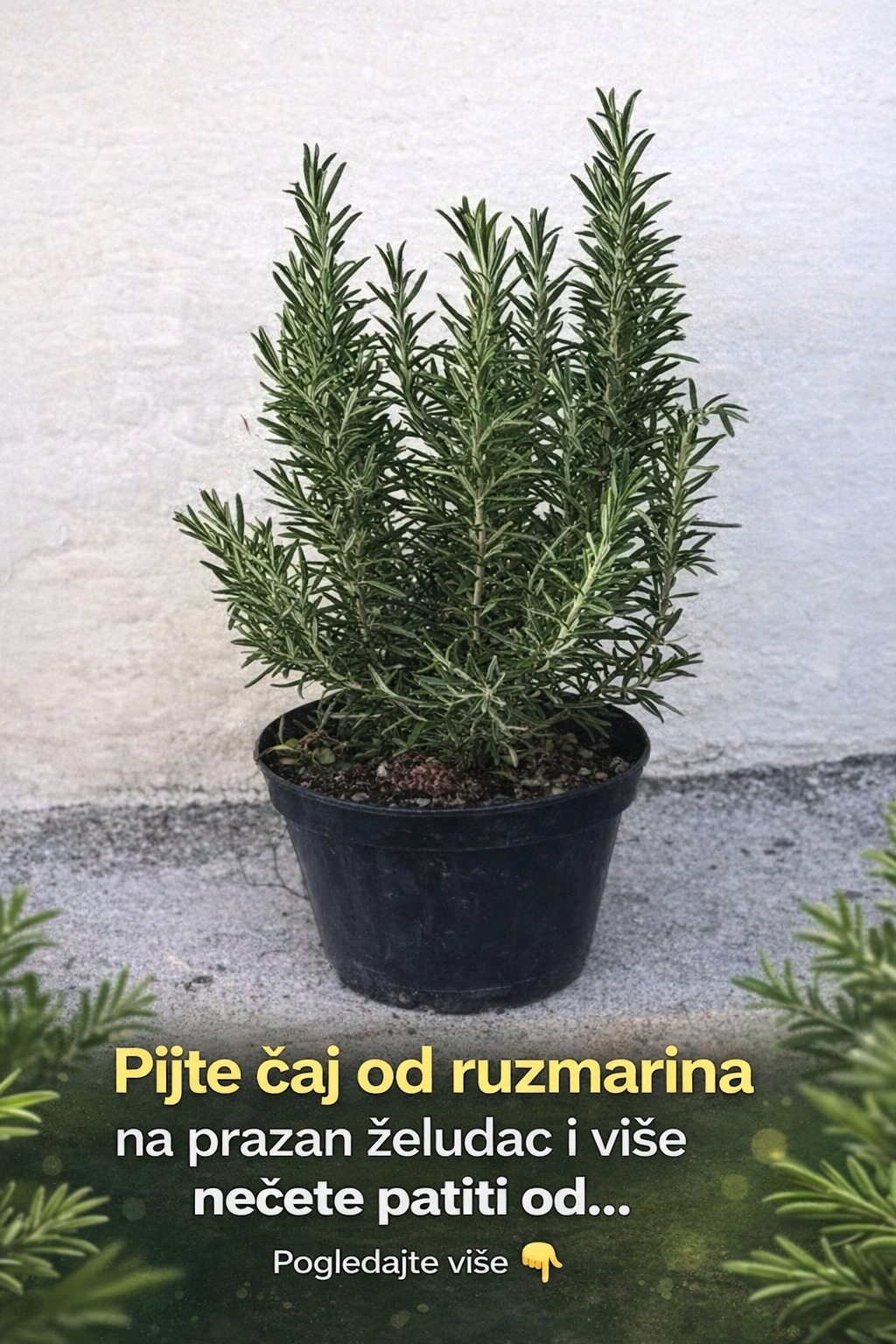 Pijte čaj od ruzmarina na prazan želudac i više nećete patiti od… - featured image