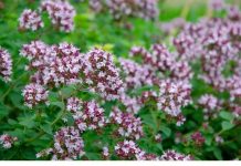 0V0 je najzdraviji čaj na svijetu: Sprječava sve 0D obične prehlade D0 kancera! 0V0 je najzdraviji čaj na svijetu: Sprječava sve 0D obične prehlade D0 kancera! - featured image